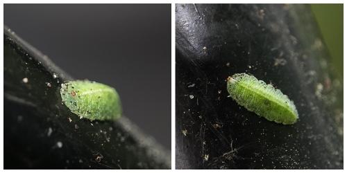 Epistrophe eligans